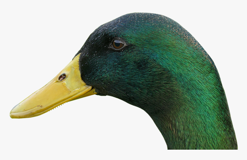 Duck, Drake, Bill, Bird, Water Bird, Animal, Duck Bird - Mallard, HD Png Download