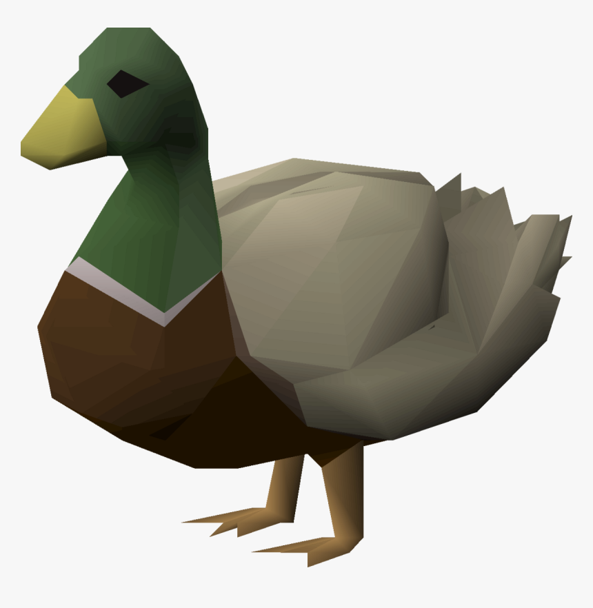 Duck, HD Png Download