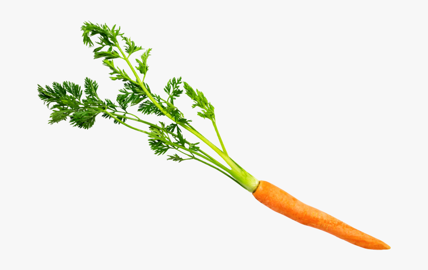 Carrot With Leaves - Carrot, HD Png Download