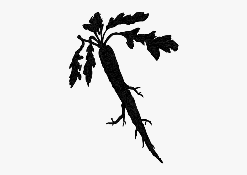 Carrot Png Transparent Images - Horseradish Clipart, Png Download