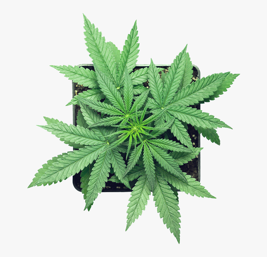 Canabis-leaf - Micron Yerba Cannabis, HD Png Download