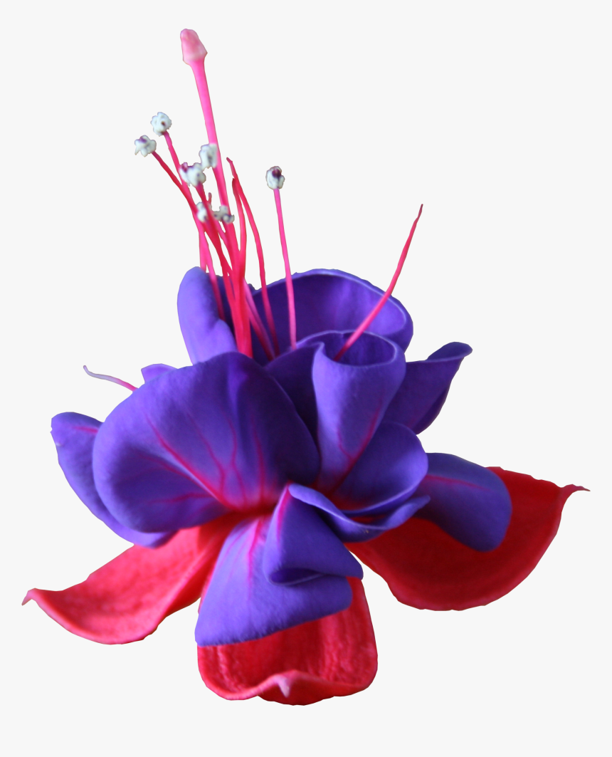 Lavender Freeze Dried Rose Petals - Flower, HD Png Download