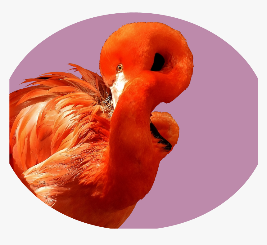 Transparent Flamingo Png - Color Scheme, Png Download