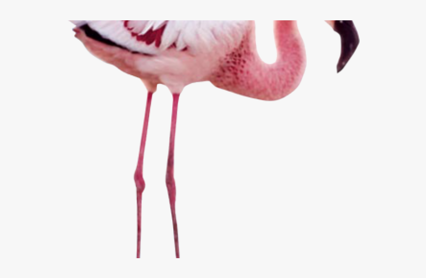 Flamingo Png Transparent Images - Wing Mystery Of The Flamingos, Png Download