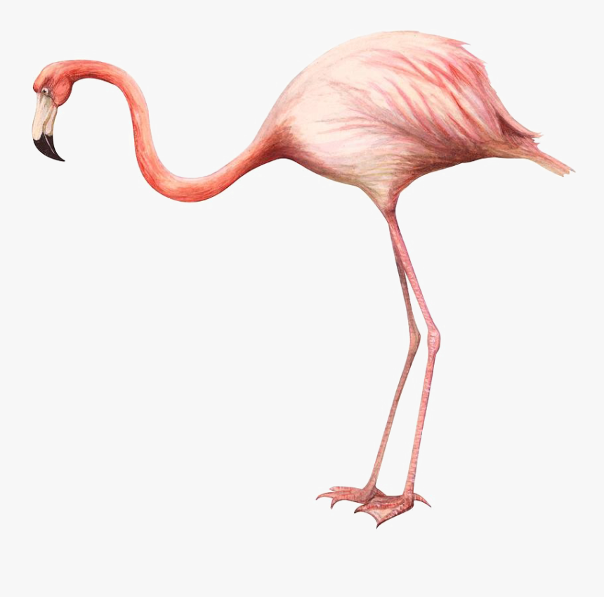 Flamingo Art Png Free Background - Flamingo On A White Background, Transparent Png
