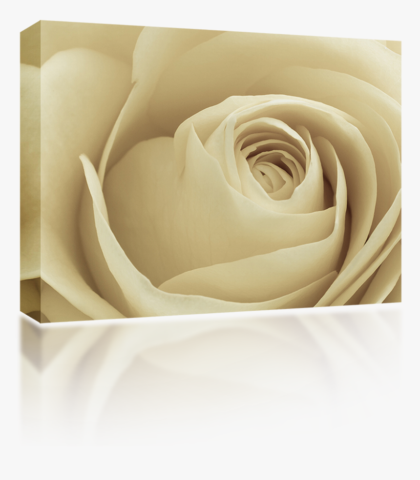 Garden Roses, HD Png Download