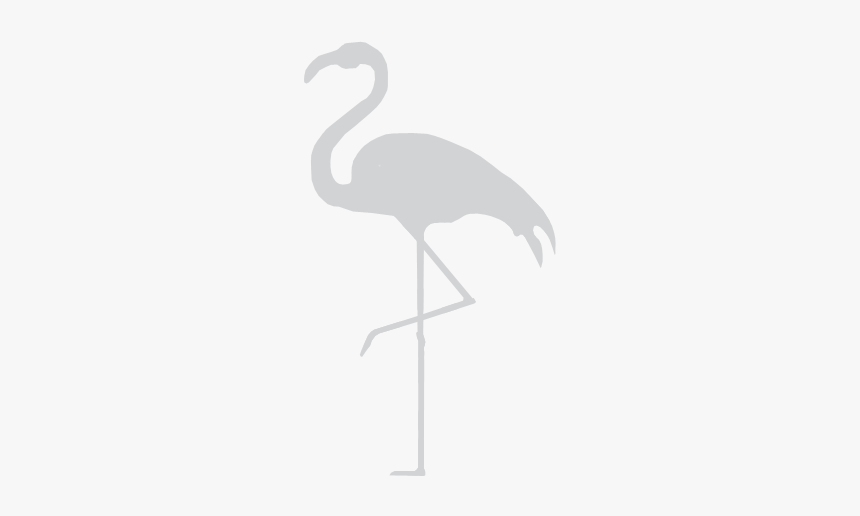 Flamingo Width 810&height - Greater Flamingo, HD Png Download