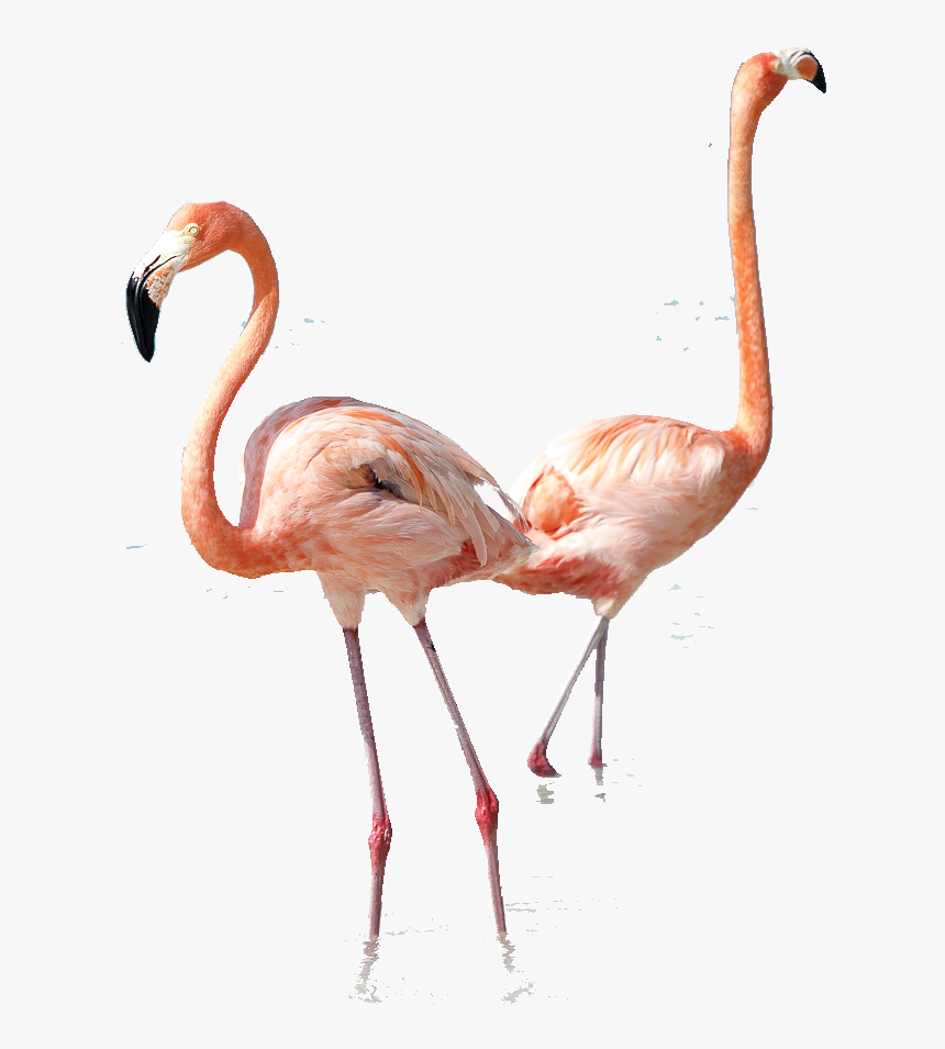 Greater Flamingo, HD Png Download