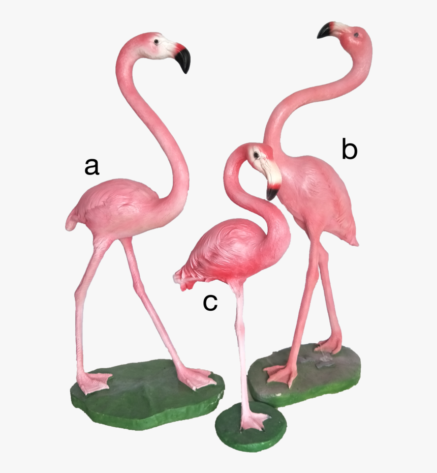 Greater Flamingo , Png Download - Greater Flamingo, Transparent Png