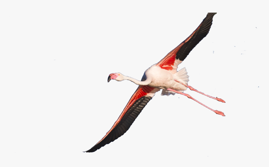 Seabird, HD Png Download