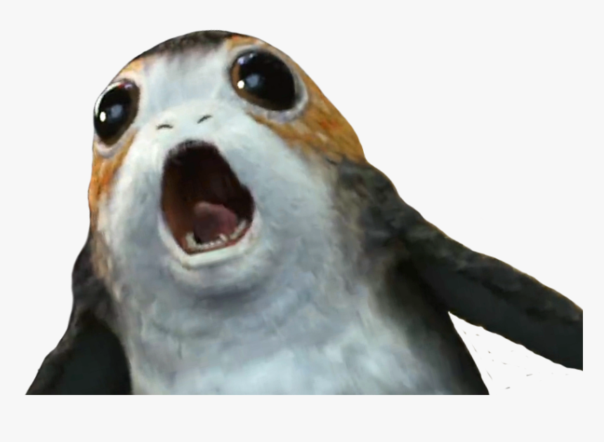 [​img] - Otter, HD Png Download