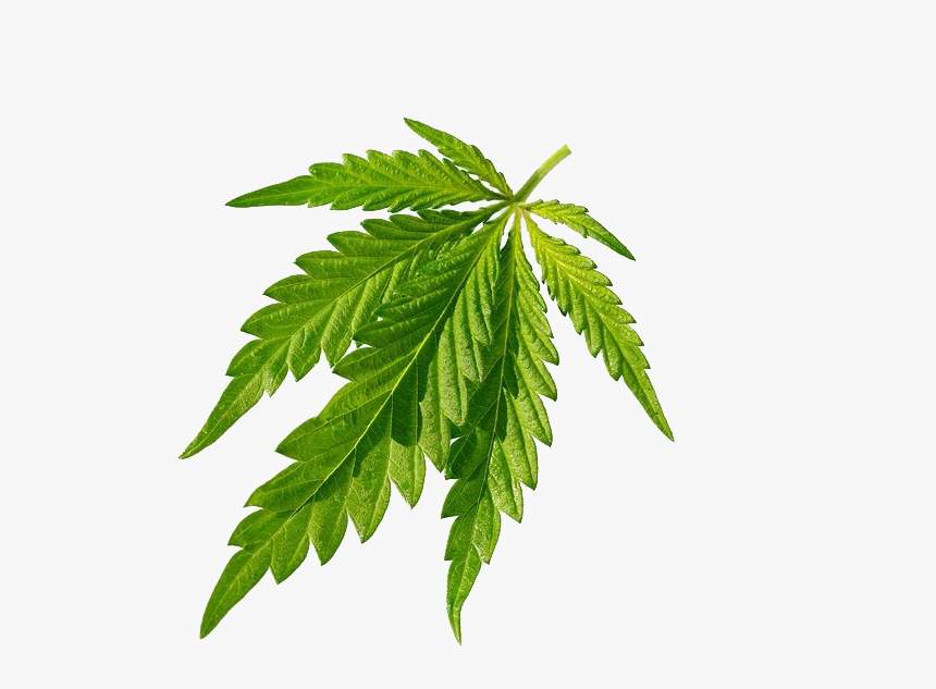Cannabis Sativa Joint Leaf - Cannabis, HD Png Download