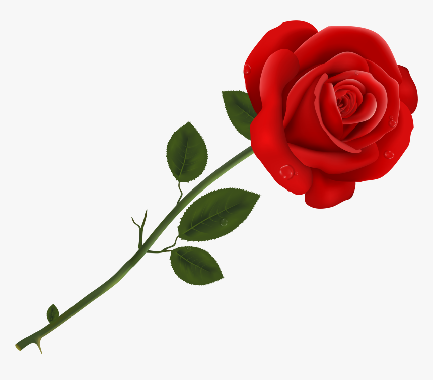 Lancaster Tea Red Rose Pizzeria Red Roses - Rose Clipart, HD Png Download