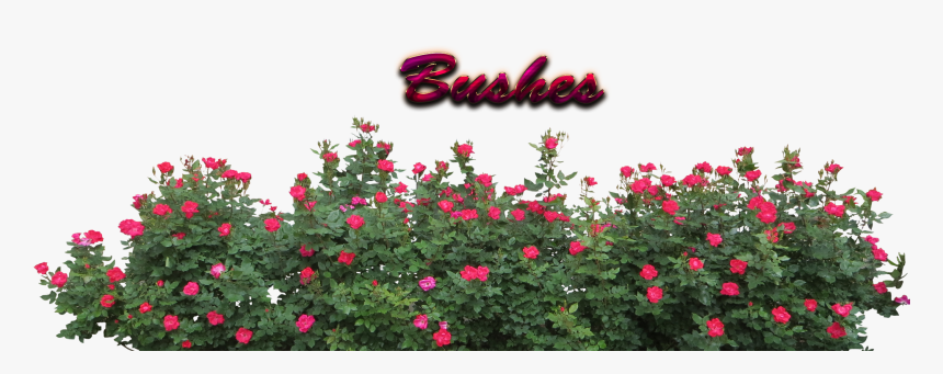 Bushes Download Png - Bushes Png, Transparent Png