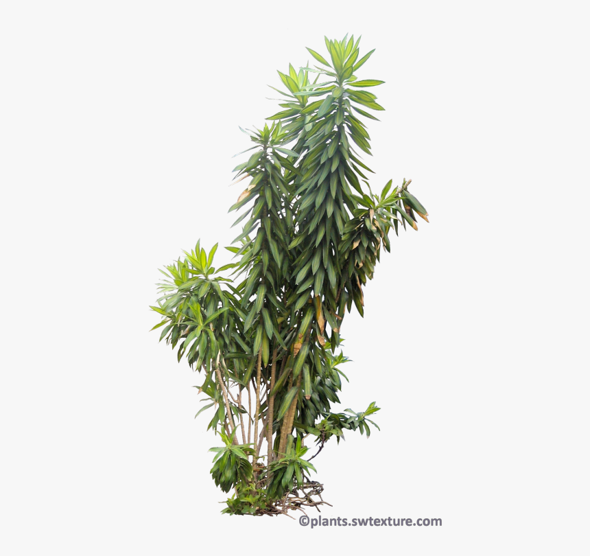 Tropical Bushes Png - Tropical Bushes Png Transparent, Png Download