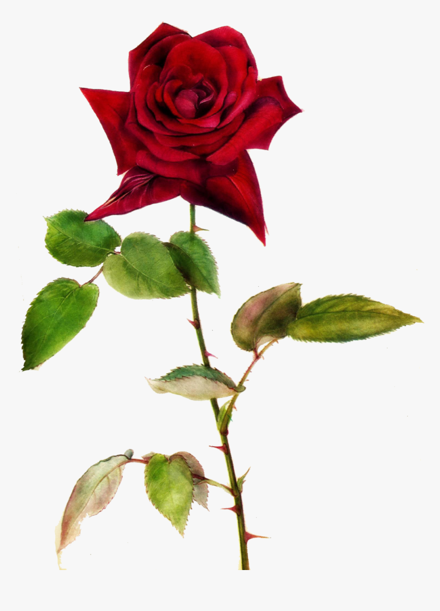 Red Rose With Thorns Drawing