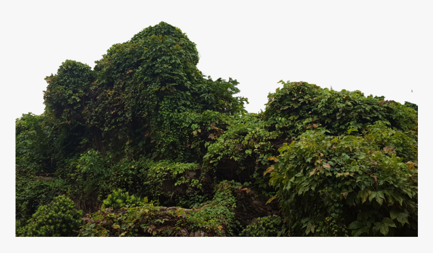 Tropical Bush Png Picture Library Download - Jungle Bush Png, Transparent Png