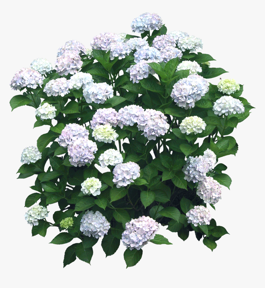 Flower Hydrangea Shrub Plant Hydrangea Png, Transparent Png
