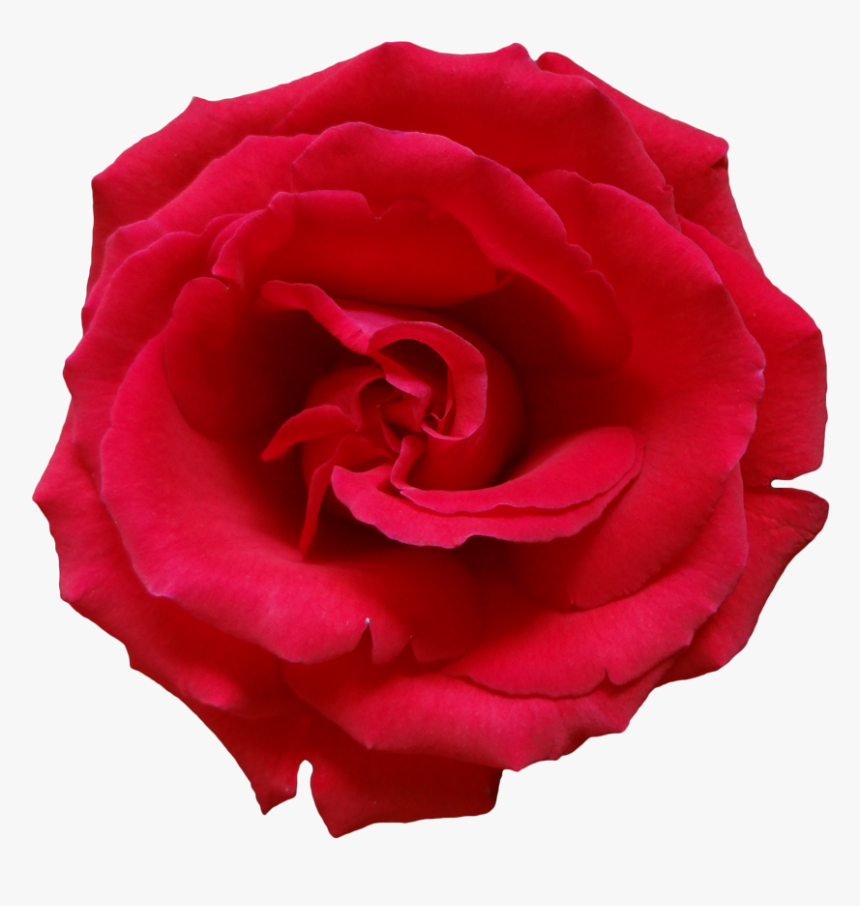 Rose Png Flower Beautiful Free - Dead Rose No Background, Transparent Png