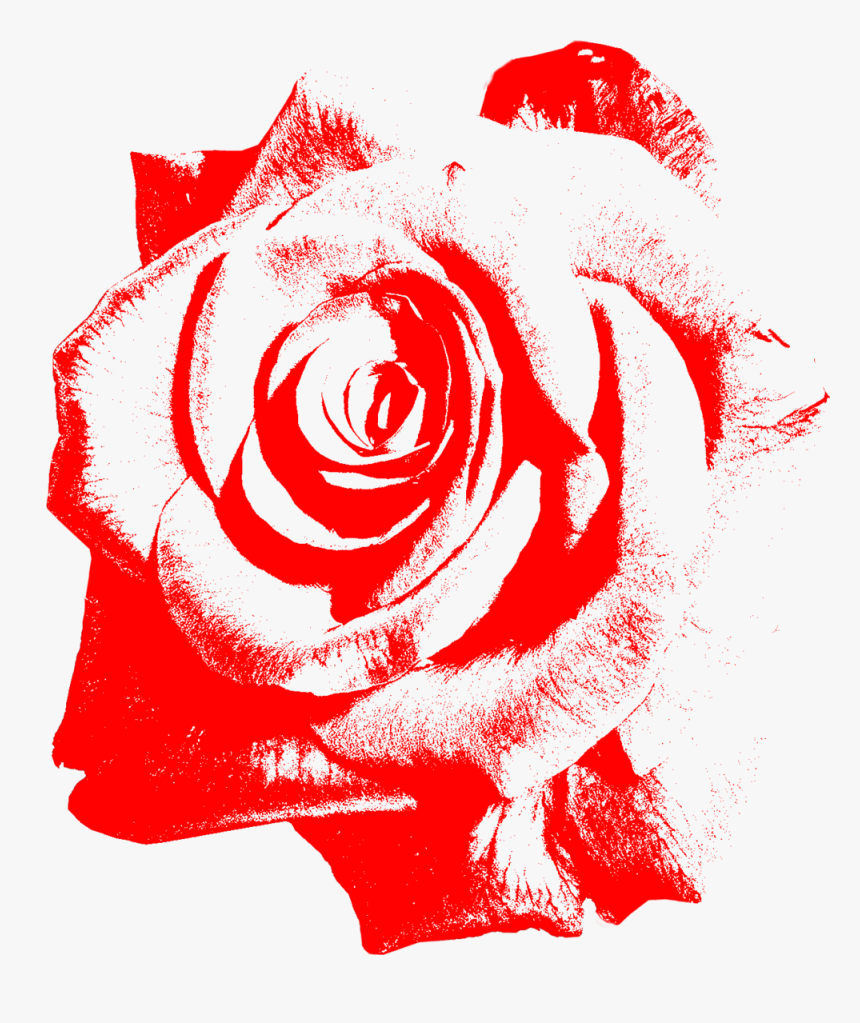 Single Red Rose, HD Png Download