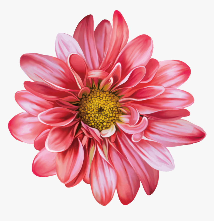 Gazania - Flower Chrysanthemum Vector Png, Transparent Png
