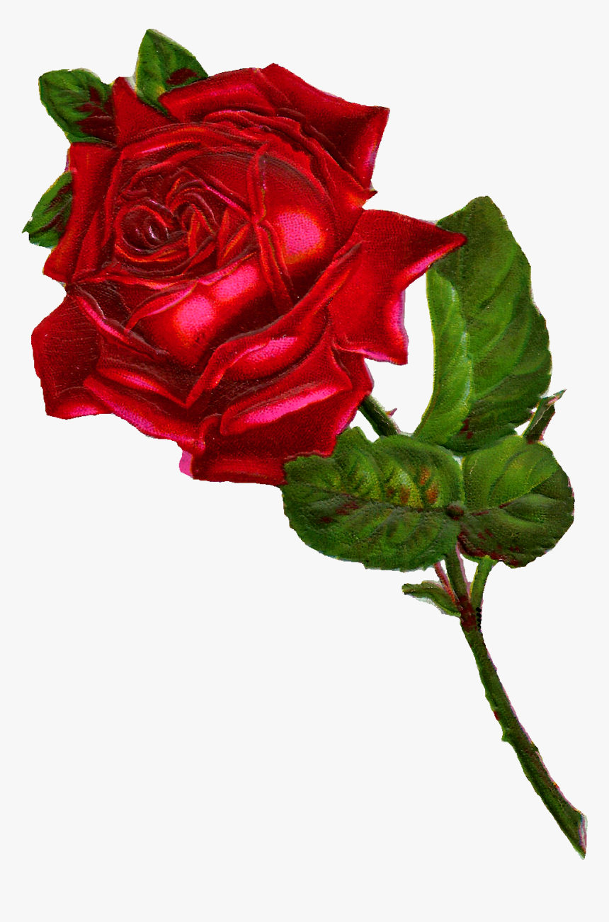 Rose Digital Clip Art - Clipart Vintage Red Rose, HD Png Download