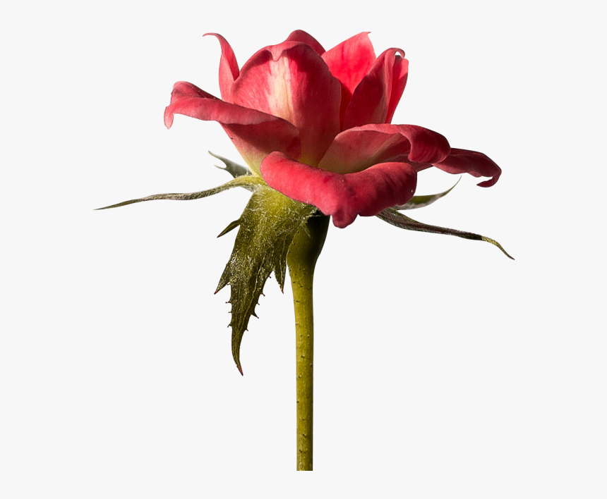 Red Rose Png Image Free Download Searchpng - Best Line For Rose, Transparent Png