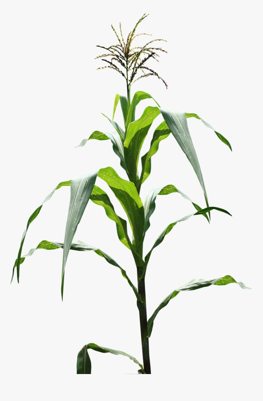 Milpa, Maíz, Campo - Corn Field Png, Transparent Png