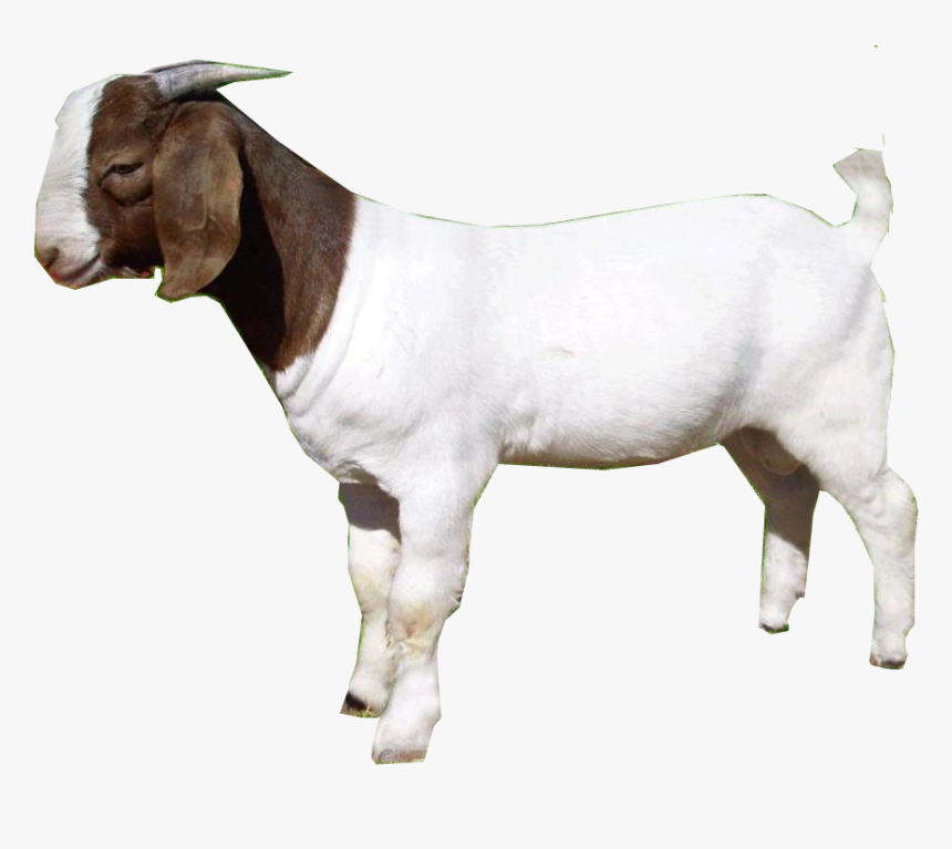 Download Goat Png - Goat Png, Transparent Png
