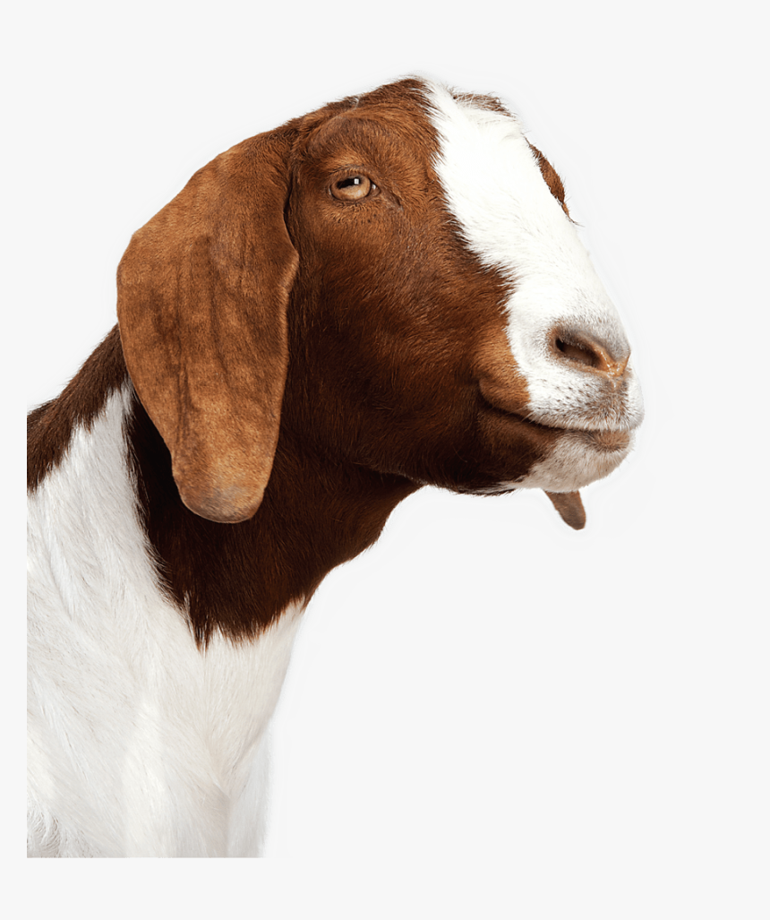 Transparent Goats Png - Anglo Nubian Goat Png, Png Download