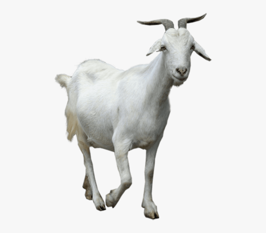 Free Png Goat Png Images Transparent - Young Thug Goat Meme, Png Download