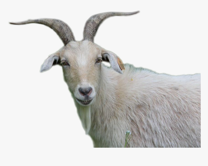 Goat Png Image - Goat, Transparent Png