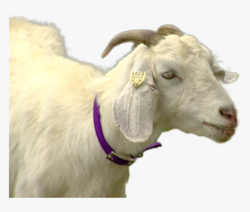 Goat Png Image - Goat, Transparent Png