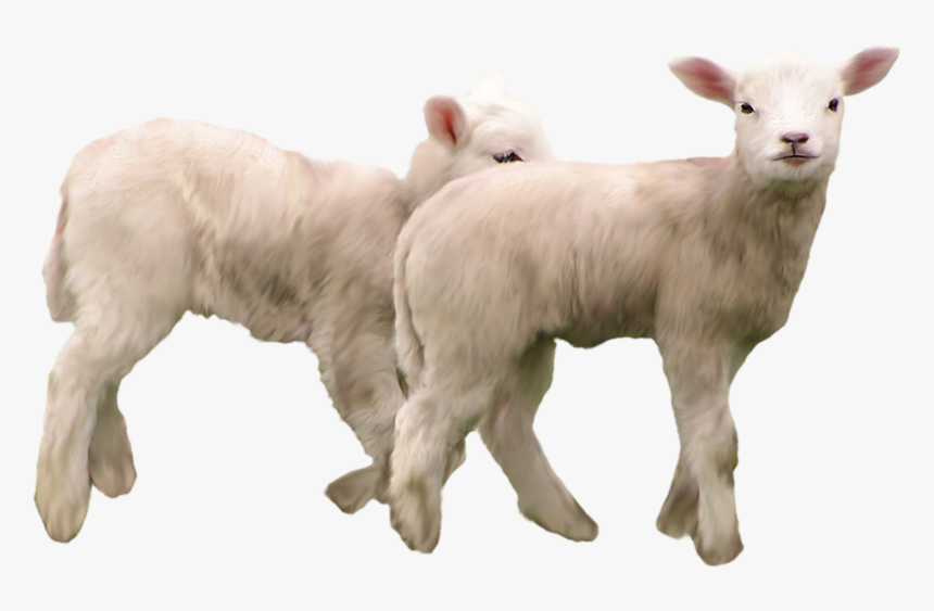 Goat Png, Download Png Image With Transparent Background, - Козы Пнг, Png Download