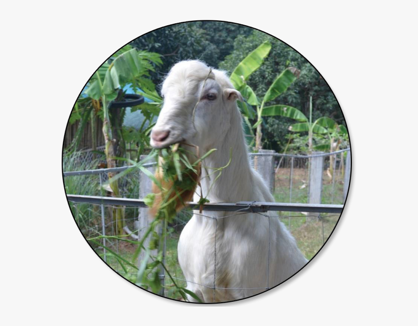 Goat Price In Philippines, HD Png Download