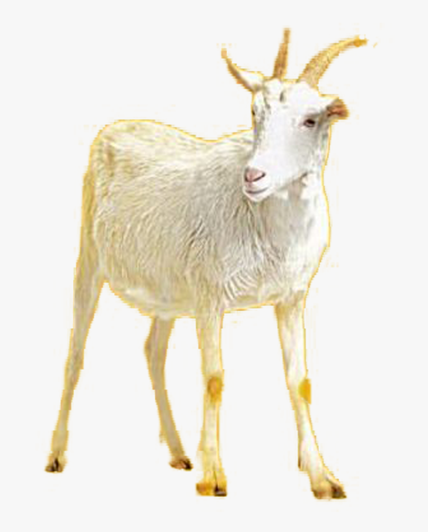 Transparent Goat Png - Goat, Png Download