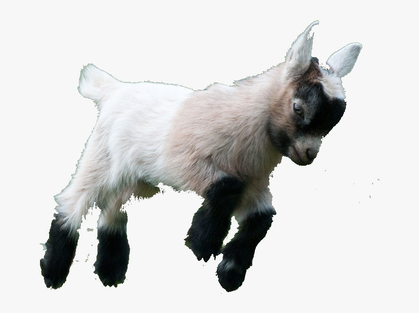 Image Result For Png - Pygmy Goat Png, Transparent Png