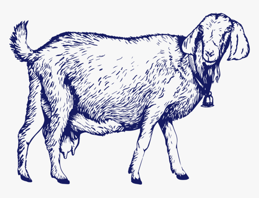 Goat-01 - Goat, HD Png Download