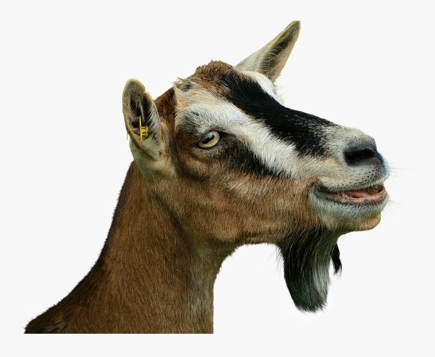 Prima Donna, Goat, Isolated, Livestock, Creature - Ziege Png, Transparent Png