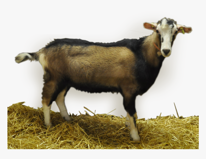 Goat , Png Download - Goat, Transparent Png