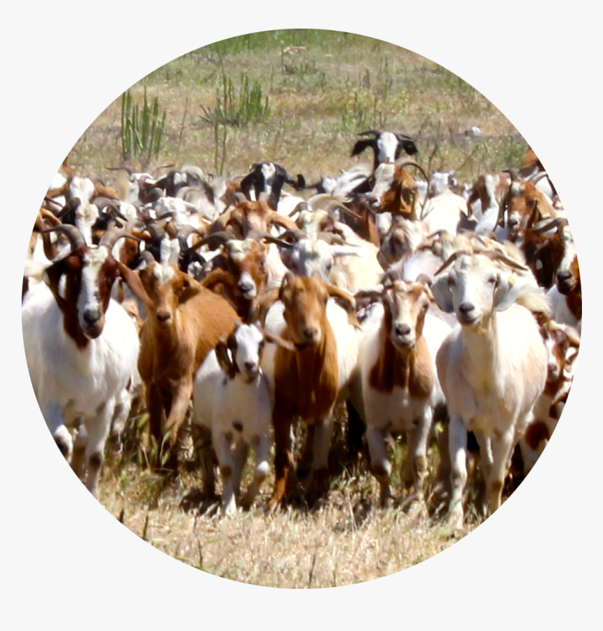 Goat, HD Png Download