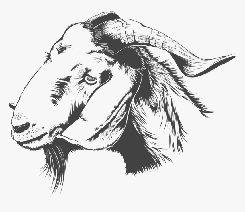 Download Goat Png Transparent Images Transparent Backgrounds - Goat Sketch Png, Png Download