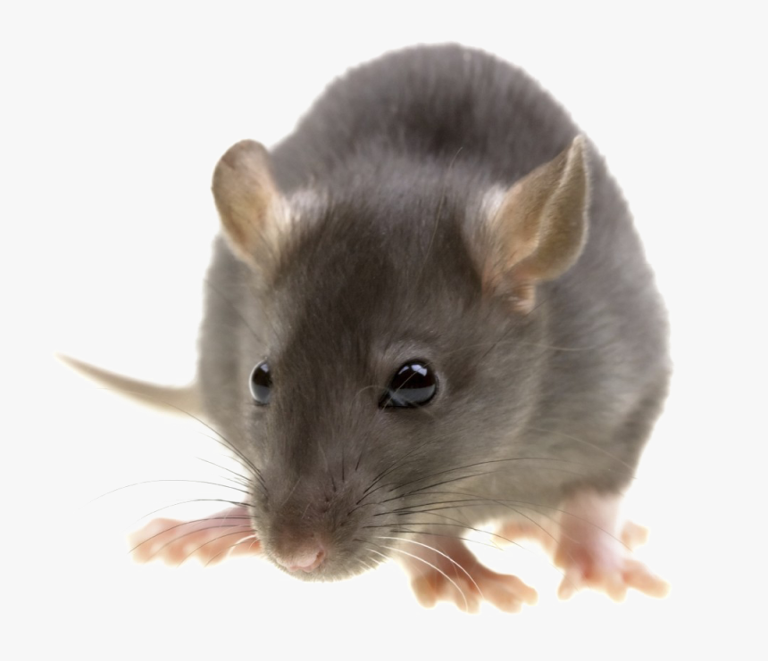 Rat Png Image With Transparent Background - Pest Control, Png Download