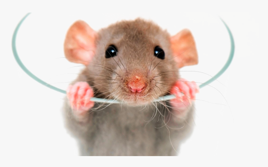 Rat Png Image - Dumbo Rat, Transparent Png