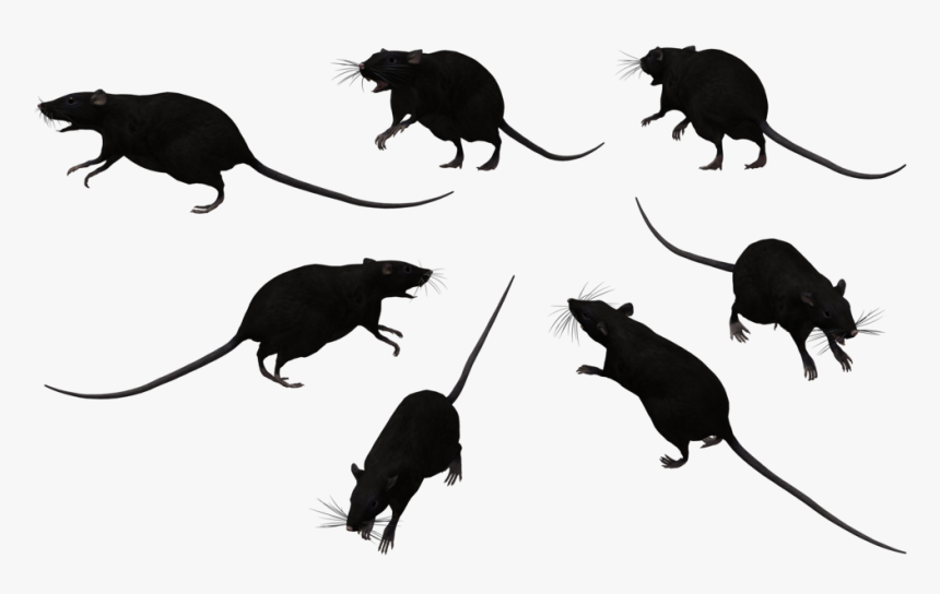 Group Of Black Rats, HD Png Download