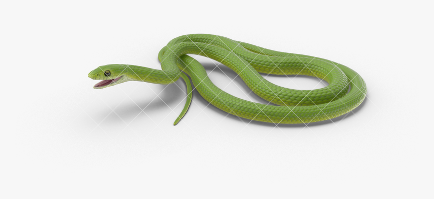 Clip Art Green Rat Snake - Smooth Greensnake, HD Png Download