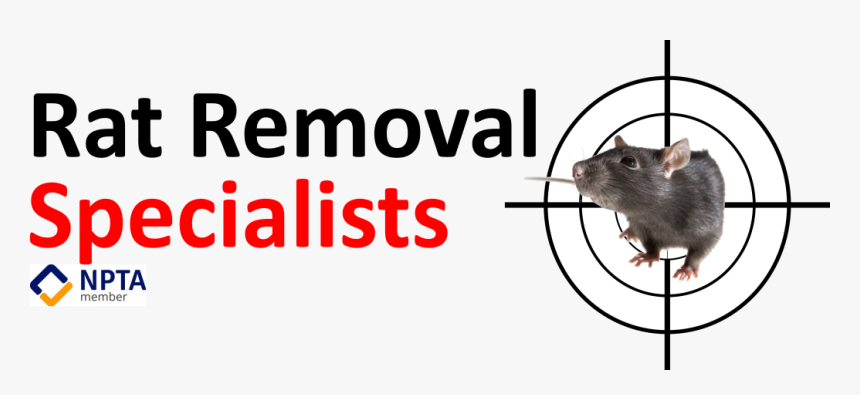 Kangaroo Rat, HD Png Download