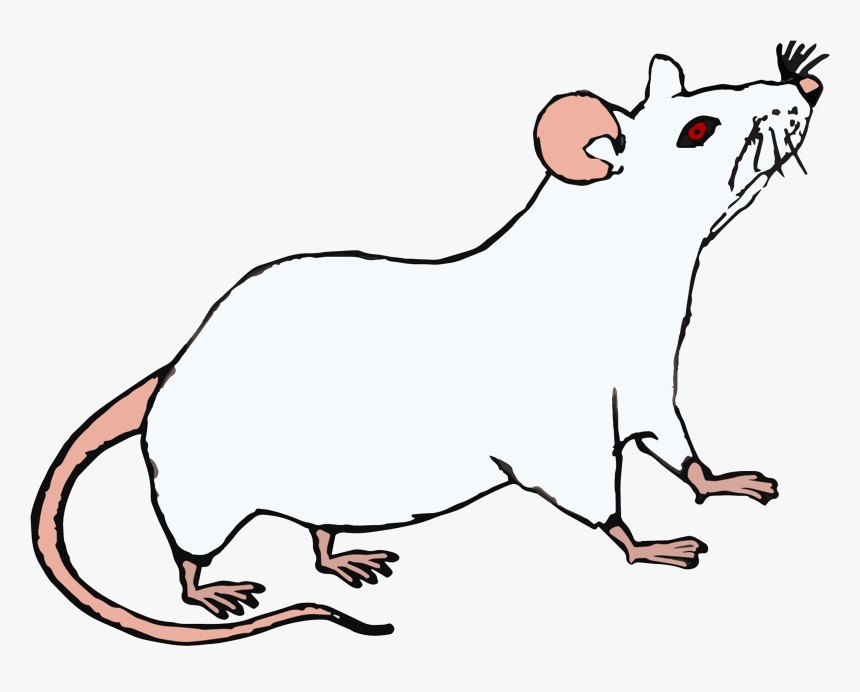 Topo Bianco - Rat, HD Png Download