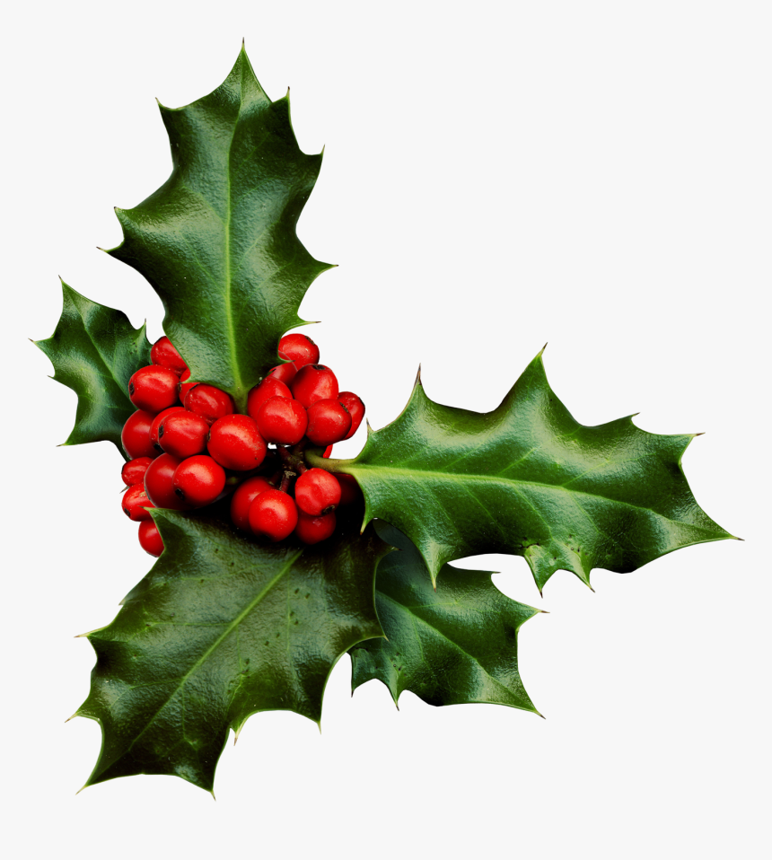 Holly Png Banner Black And White Library - Holly With White Background, Transparent Png