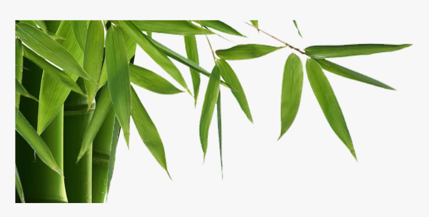 Bamboo Is Elegant, Modern With Many Benefits Inside - Bamboo .png, Transparent Png
